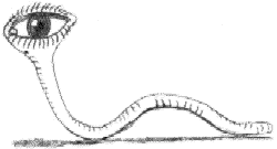 Lumbricus terrestris ocularis