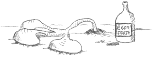 Lumbricus terrestris triocularis