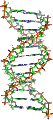 DNA-Strang