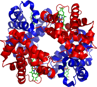 Hämoglobin