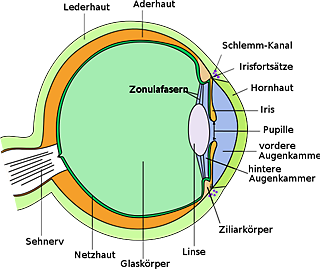 Linsenauge